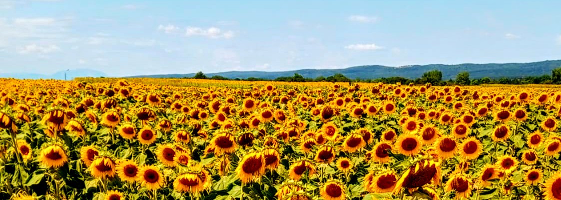 Purbach am Neusiedler See